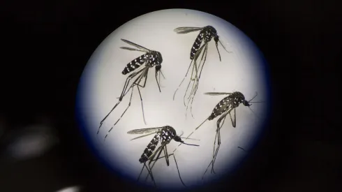 Dengue
