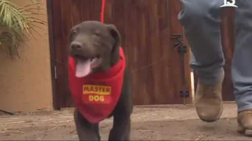 Canelo, el cachorro de Tierra Brava, falleció. 
