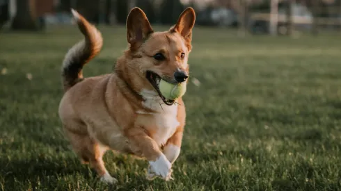 Nombres de mascotas más comunes
