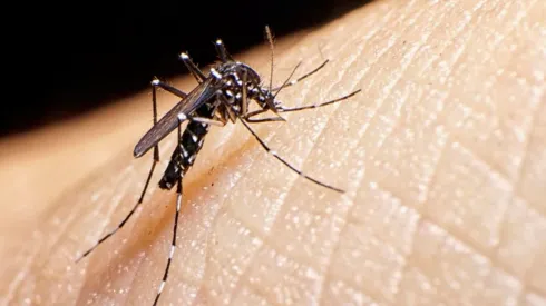 Mosquito del dengue. Referencia
