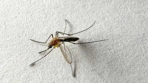 Mosquito abunda en zonas con residuos de agua.
