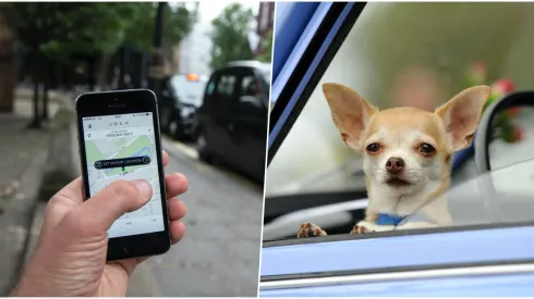 Uber Pet llega a Chile
