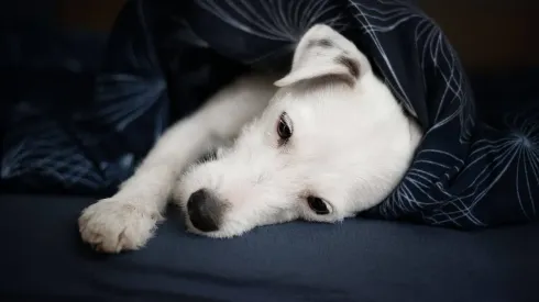 Terrier blanco tumbado bajo la ropa de cama
