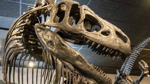 Huellas de dinosaurio diminutas descubiertas en China, un hallazgo único