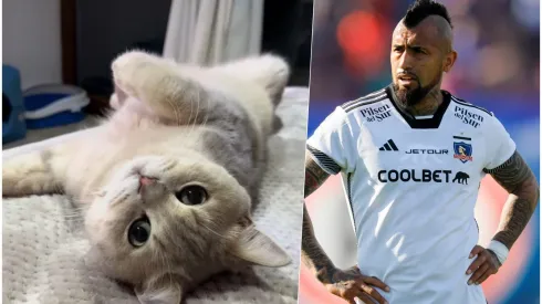 El King es el gato regalón de Arturo Vidal
