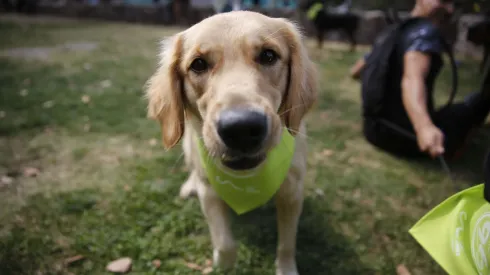 Revisa las mejores 5 razas de perro, según la IA.
