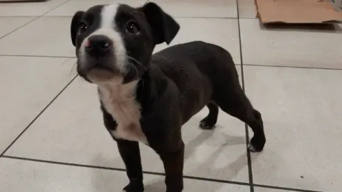 Perrito perdido en estación de Metro Vivaceta.
