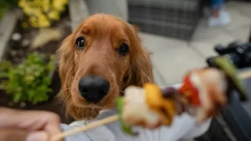 Evita accidentes: Los alimentos que tu perro no debe comer en Fiestas Patrias