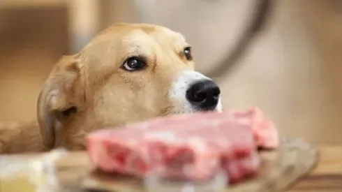 ¿Cómo alimentar a tu perro en Fiestas Patrias? Consejos de un experto