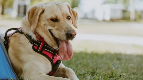 ¿Es posible el COVID-19 en animales? Científicos chilenos responden