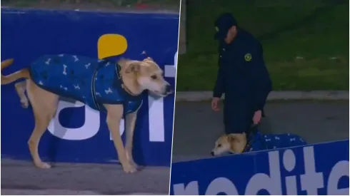 Perrito detenido en partido del fútbol uruguayo...
