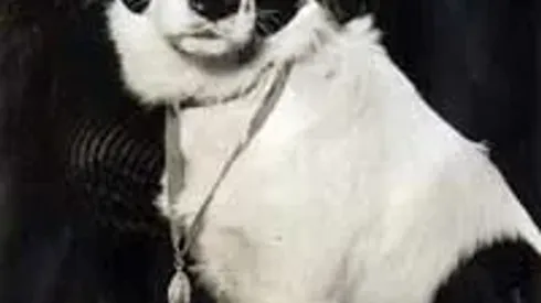 World Cup Legends #3: Pickles The Dog