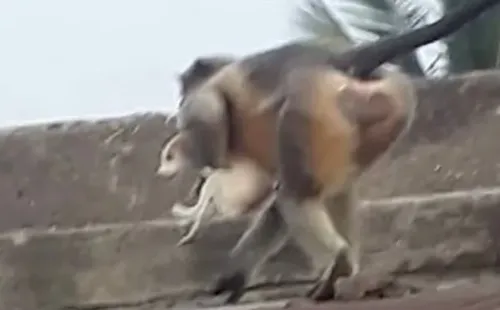 Foto: Reprodução – Macacos em ataque a cachorro