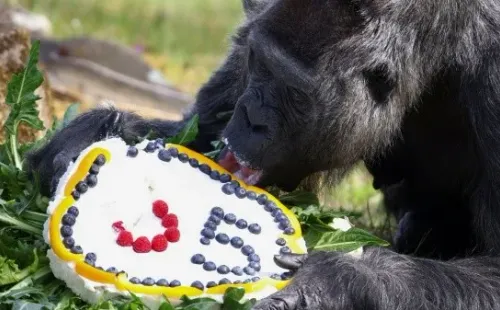 Fatou desfrutando do seu bolo de aniversário – Imagem: Reprodução/Instagram oficial do Zoológico de Berlim (@zoobelin)