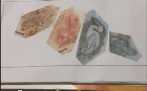 Imagem: Reprodução/TikTok (@penteados.da_helo)