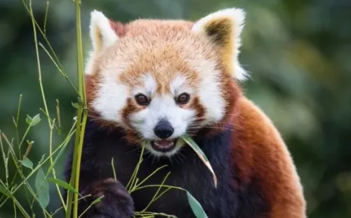 Panda Rojo. Fuente: Getty.