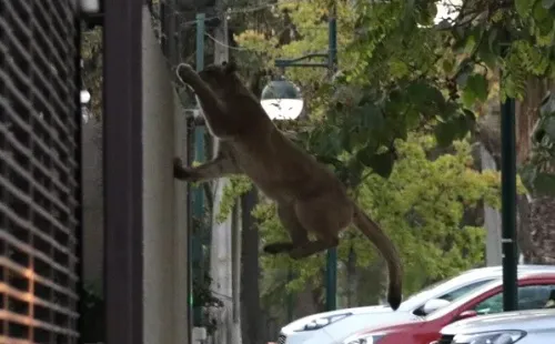 Desde hace algunos meses se han visto varios pumas caminando por las calles de Santiago. Foto: Agencia Uno
