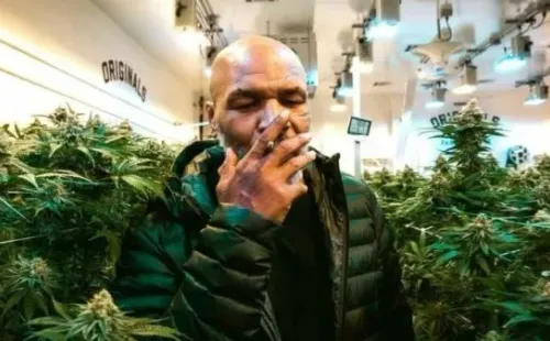 Tyson tiene un negocio de cultivo de Cannabis en California