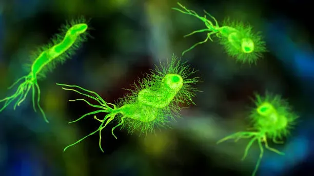 Así es como se ve la bacteria Helicobacter pylori