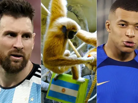 No tenemos chance: la predicción del mono que anticipa los resultados de Qatar 2022