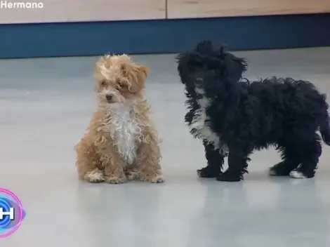 ¿Qué pasará con Caramelo y Mora, los perros de Gran Hermano?