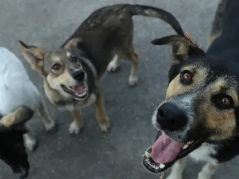 Día del animal en Argentina: Por qué se celebra el 29 de abril