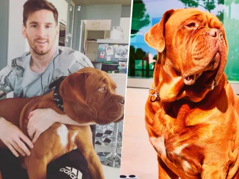 Hulk, el perro de Messi, en un delicado estado de salud