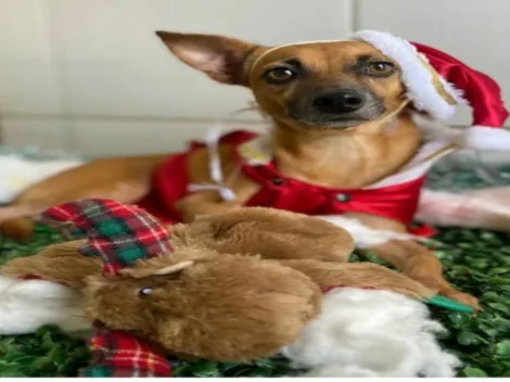 Para incentivar adoção, cachorros fazem ensaio fotográfico com tema natalino, em Fortaleza