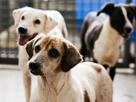 Castração gratuita de cães e gatos no DF; a primeira campanha do Ibram em 2022 oferecerá 3.236 vagas
