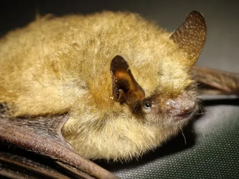 Cientistas revelam motivo de alguns morcegos se alimentarem de sangue