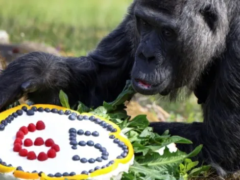 Gorila mais velha do mundo completa 65 anos de idade; animal reside em um Zoológico de Berlim