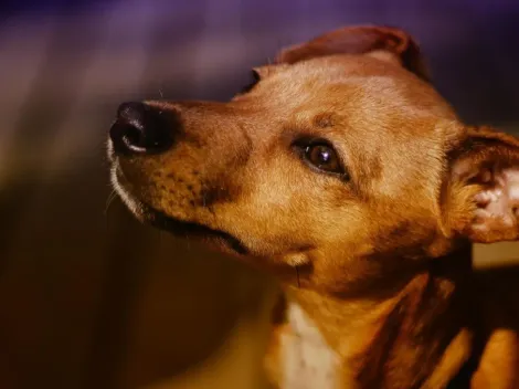 Teste para pets revela origem de cães vira-latas; empresa usa DNA para identificar mistura de raças