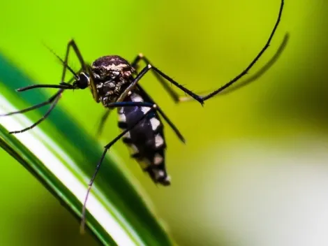 Dengue: casos da doença aumentaram em 43,9% em 2022