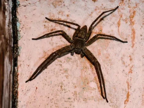 Australiano adota aranha-caçadora gigante e causa alvoroço nas redes sociais