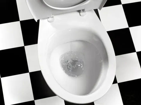 Saiba quais bichos podem aparecer na privada quando você está no banheiro