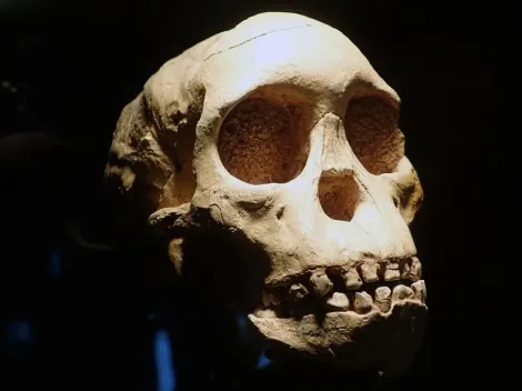 'Hobbit' humano pode não ter sido extinto e estar vivendo na Indonésia