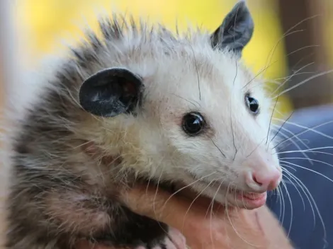 Brasileira adota gambá após desastre e cria afeição com o bicho: “Não precisa ter aquele preconceito”