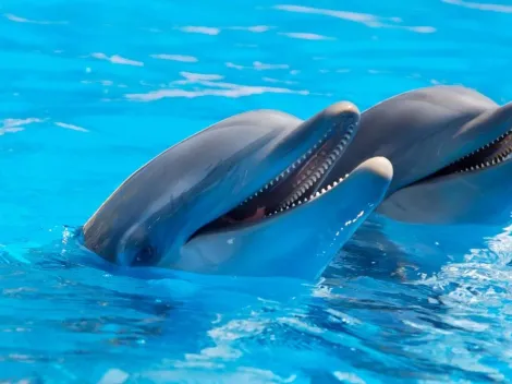 Golfinhos são capazes de reconhecer seus 'amigos' através da urina e especialistas fazem alerta