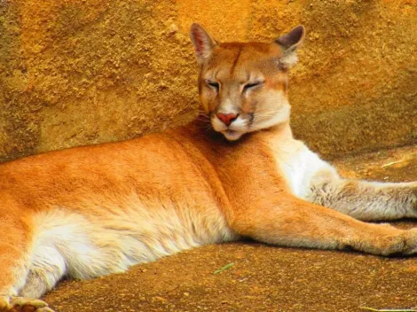 Aluno encontra onça-parda em banheiro de escola e desabafa: “Tremi igual vara verde”