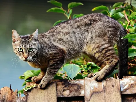 Cidade alemã multará tutores que deixarem gatos saírem na rua por motivo inusitado, diz site