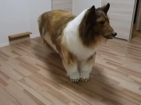 Japonês surpreende ao gastar equivalente a R$ 75 mil para se "transformar" em cachorro