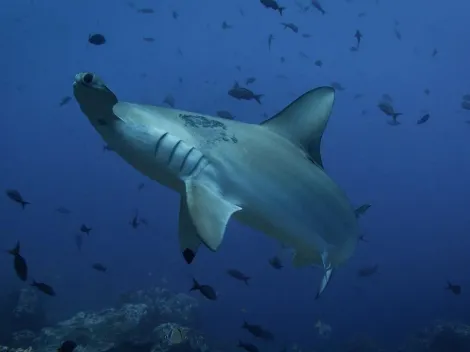 Tubarões habitam os arredores de um vulcão submarino ativo, aponta cientistas
