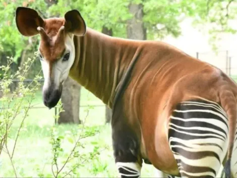 Ocapi: O animal que parece com uma zebra, é 'parente' da girafa e está em risco de extinção