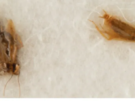 Baratas usadas pela NASA estão sendo leiloadas por valor gigantesco