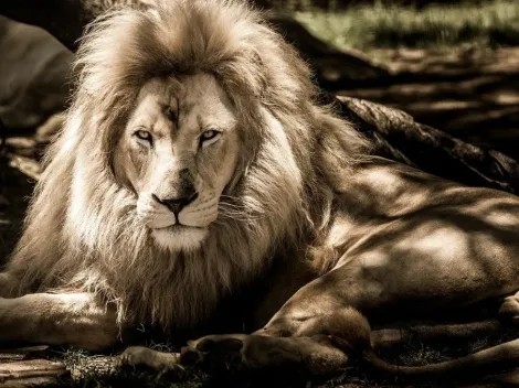 Leão aparece de franja em zoológico da China e revolta população
