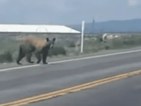 Urso invade rodovia dos Estados Unidos e obriga polícia fechar a pista