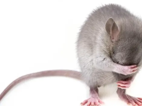 Novo coronavírus é encontrado em ratos, na Suécia: “Ainda não sabemos as potenciais ameaças”