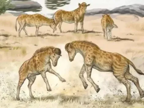 Com cabeça-dura e baixinho, ancestral das girafas é encontrado na China