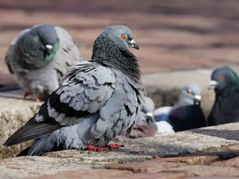 Pesquisadores desvendam mistério sobre mortes de pombos em SP