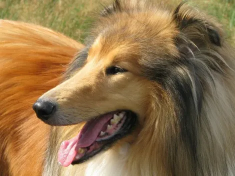 Japonês que virou cão mostra dificuldades pós-transformação em canal no Youtube e bomba na plataforma